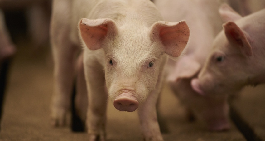USDA ends required reporting of swine enteric coronavirus diseases