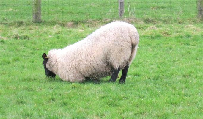 New smart sensor to help farmers spot lameness in sheep