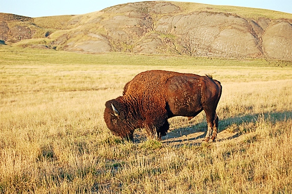 USDA seeks input on 2022 NAHMS bison study