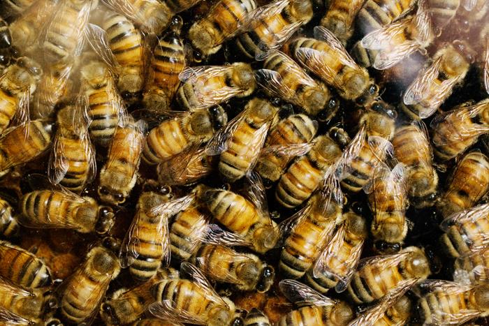 Agricultural fungicide attracts honeybees, study finds