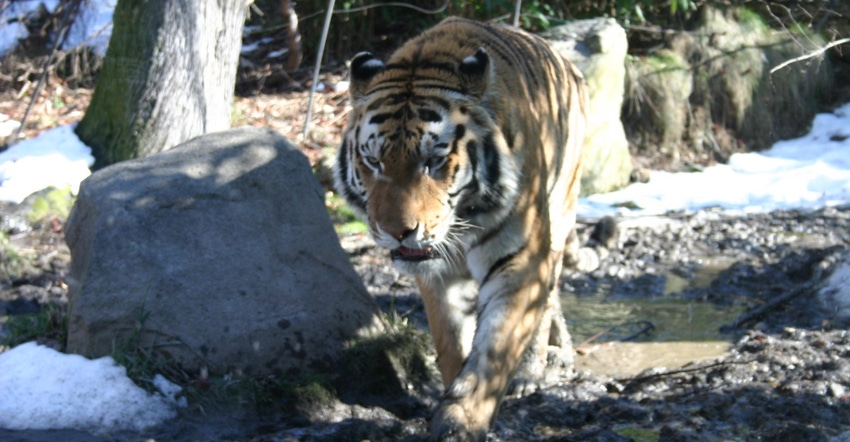 Tiger Jeff Pearce Bronx Zoo Flickr.jpg