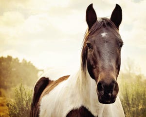 Colorado confirms vesicular stomatitis in horses