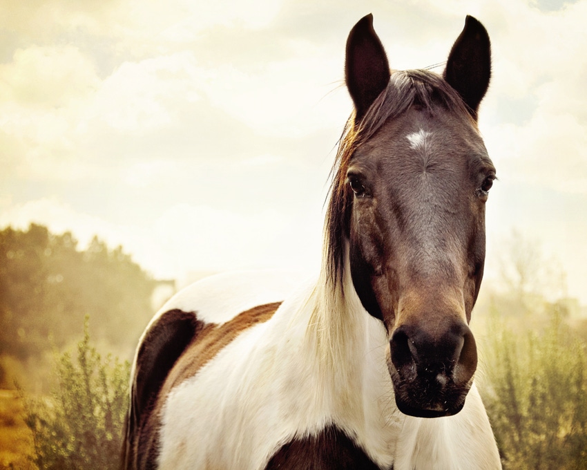 Scent may reduce stress in horses