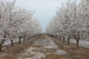 Freezing conditions impacting California almond growers