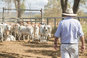 U Queensland cattle temperment.jpg