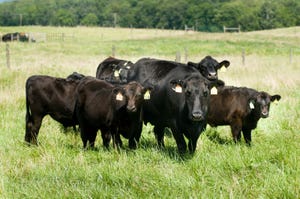 Virginia Tech cattle infertility.jpg