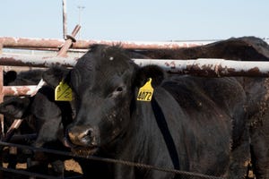 West Texas AM Cattle_FDAGrant.jpg