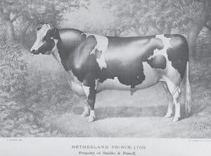 HBAA Netherland Prince 1885.jpg