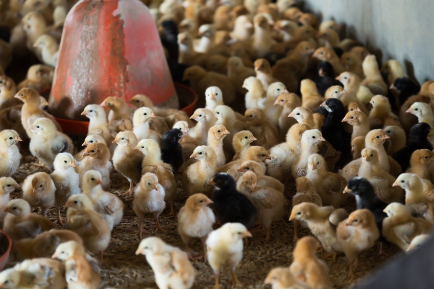 chicks - young broiler chickens_JackF_iStock_Getty Images-610449190.jpg