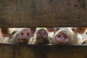 Biosecurity report sheds light on swine management in China