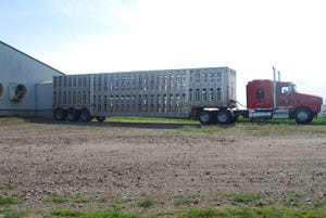 Red semi with livestock trailer backed up to hog barn loading chute.