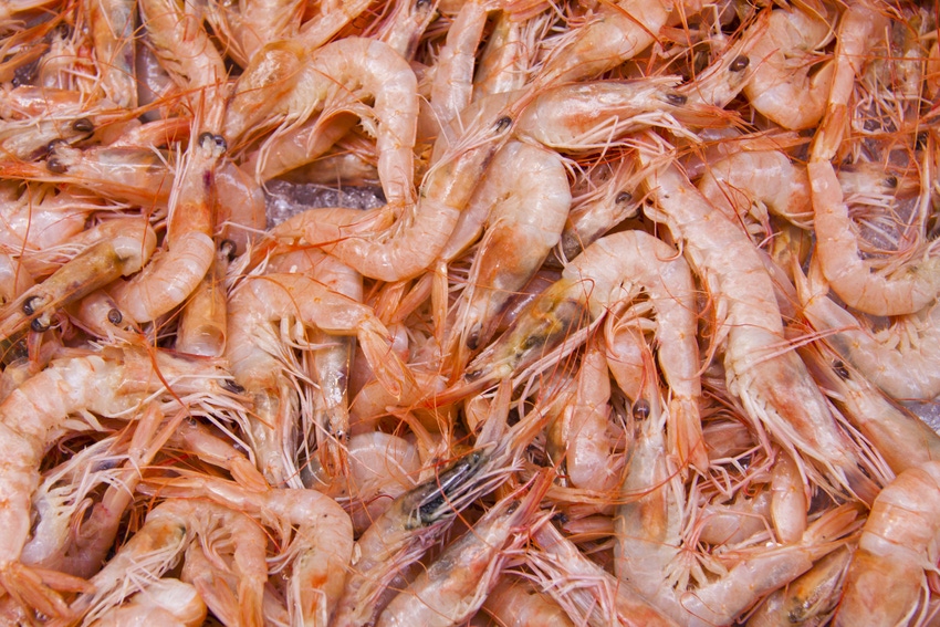 food-mediterranean-seafood-fish-invertebrate-shrimp-1138325-pxhere.com_.jpg