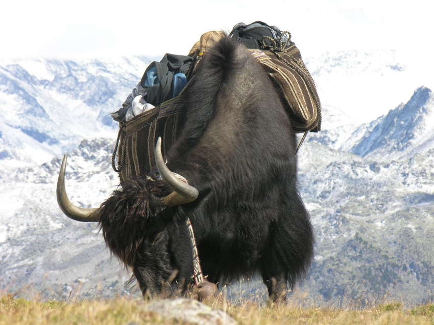 Cattle used to domesticate Mongolian yaks