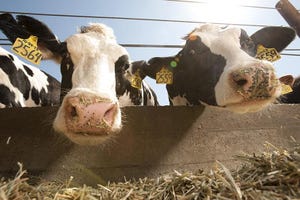 National cow genomics project aims to uncover important genetic traits