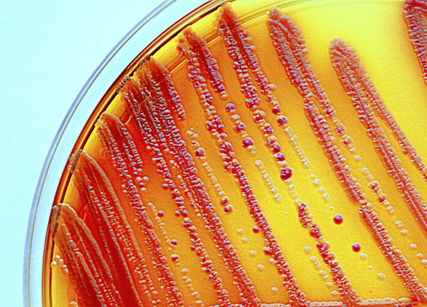 CRISPR repurposed to develop better antibiotics