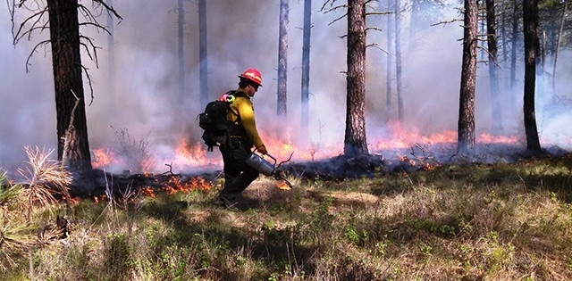 Decreasing forest density will reduce fire risk, build climate resilience