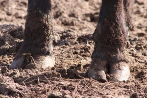 Muddy cows may struggle to gain pregnancy weight