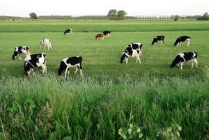 Antibiotic-laden cow pies affect soil composition, research shows