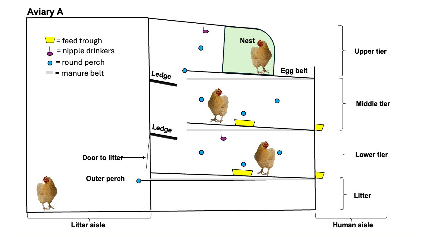 Economic impact of cage-free housing design