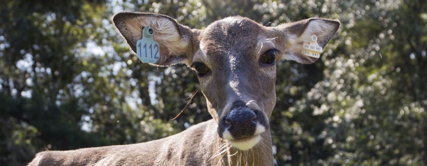UFla deer-vaccine-feature2.jpg UFla deer-vaccine-feature2.jpg