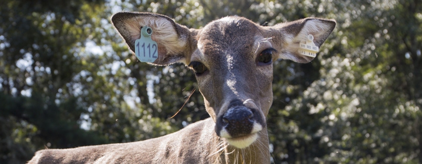 UFla deer-vaccine-feature2.jpg