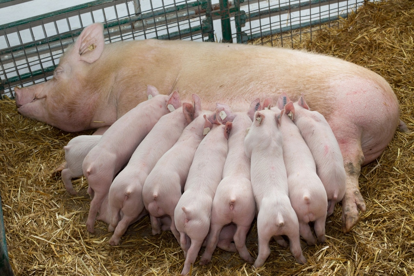 Prenatal period in sows key to piglet performance