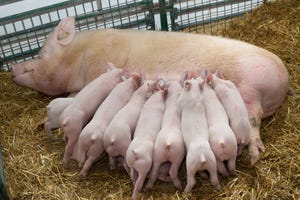 Genes responsible for stillborn mummified piglets found