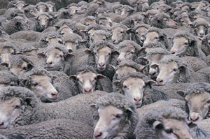 Condition score of ewes influences productivity, lamb survival
