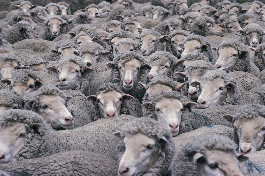 Calm ewes reproduce more than nervous ewes