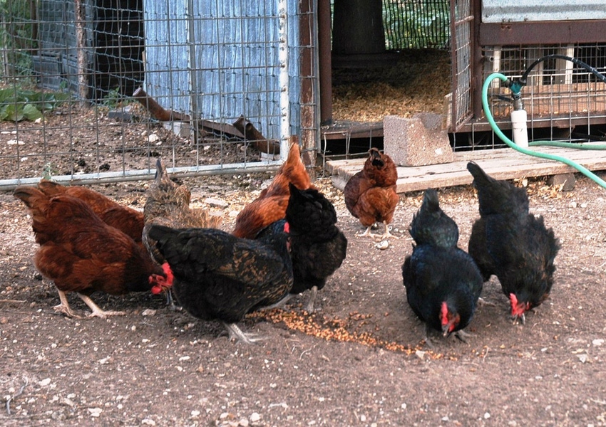 Newcastle outbreak highlights need for year-round poultry biosecurity