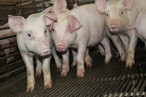 Young feeder pigs piglets hogs NPB NHF FDS.JPG