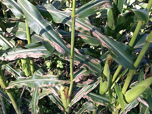 Northern corn leaf blight genes identified in new study