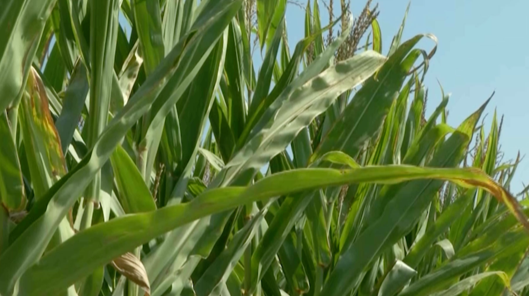 This Week in Agribusiness, February 10, 2024 - Vimarsana News