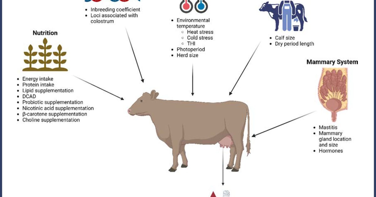 Combating Low To No Colostrum Production In Dairy Herds combating-low-to-no-colostrum-production-in-dairy-herds