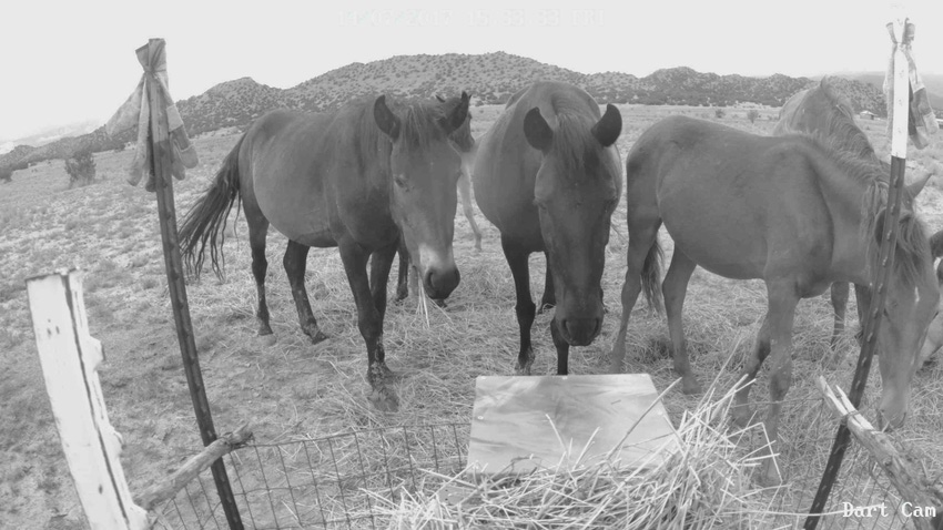 Feeding stations developed for humane wild horse control