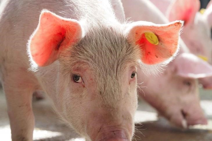 Pigs may act as universal flu vaccine models