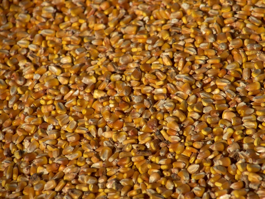 Mycotoxin survey suggests regular monitoring of feed, silages