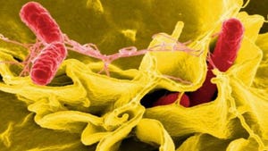 Petition filed to make salmonella an adulterant