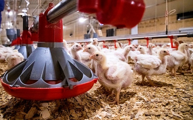 University of Arkansas chickens feeding.jpg