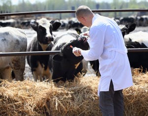 Current cattle injections increase risk of injury