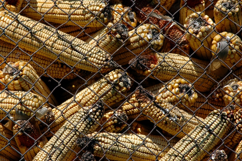 Understand mycotoxin risks with corn, substitutes