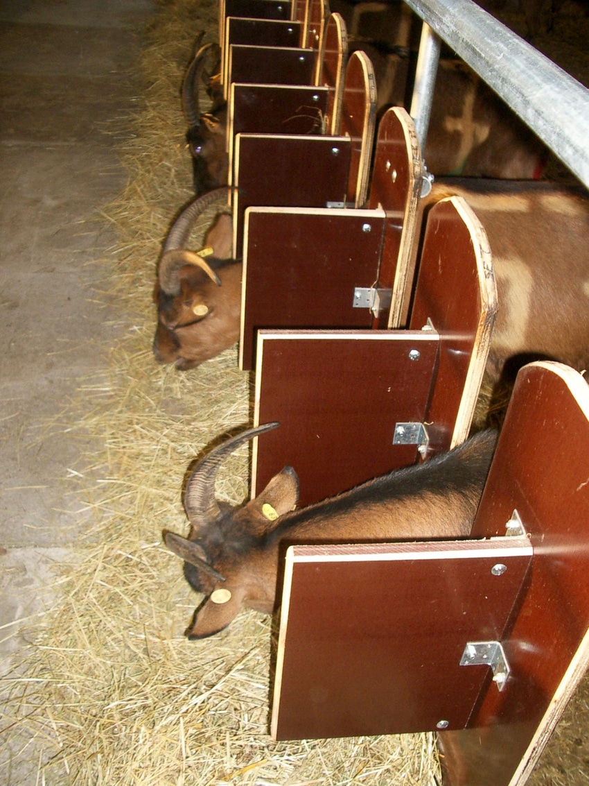FDA updates extra-label guide for minor species FDA updates extra-label guide for minor species