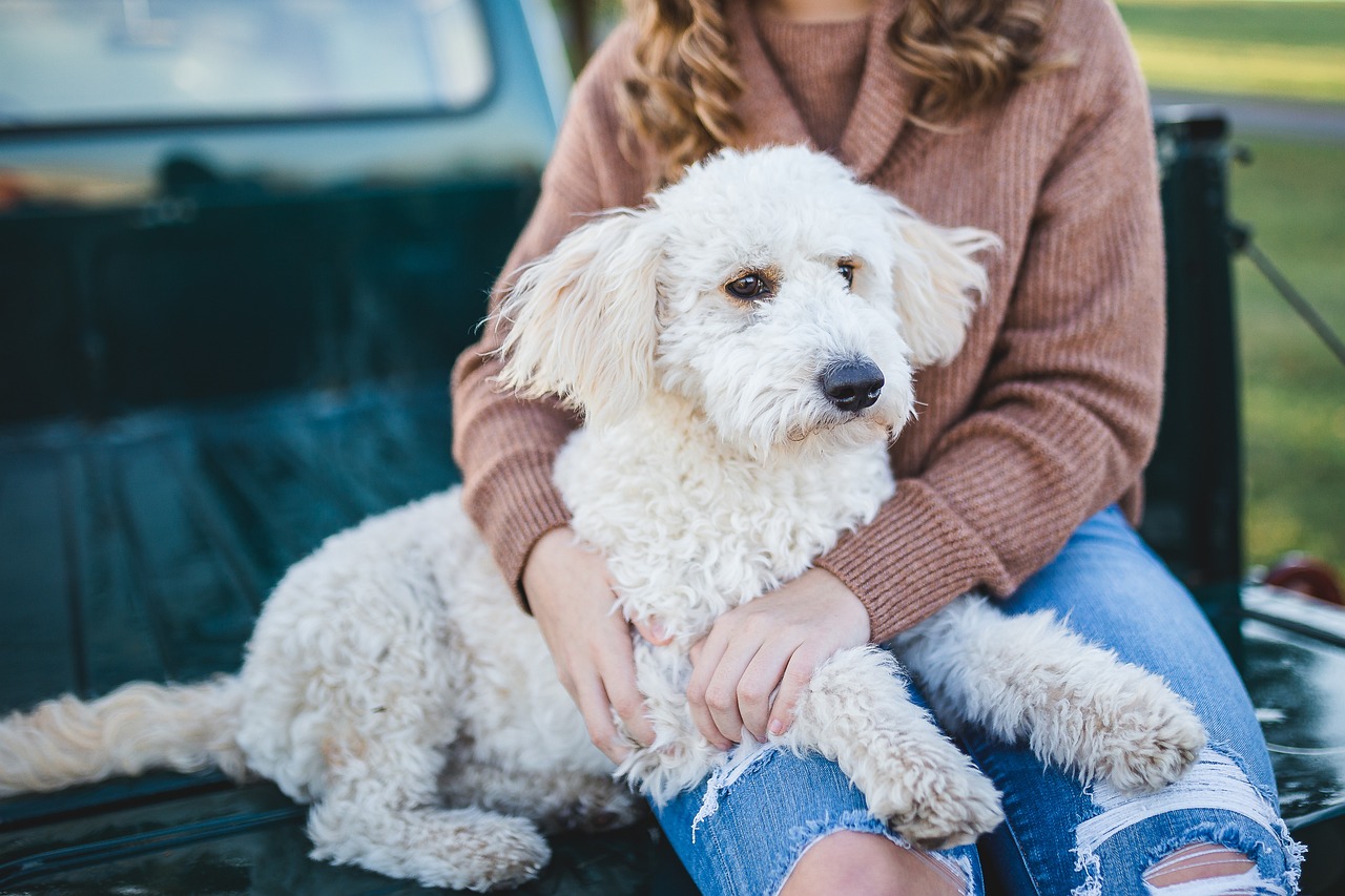 Fastest growing pet food segment reflects interest in health, wellness - Vimarsana News
