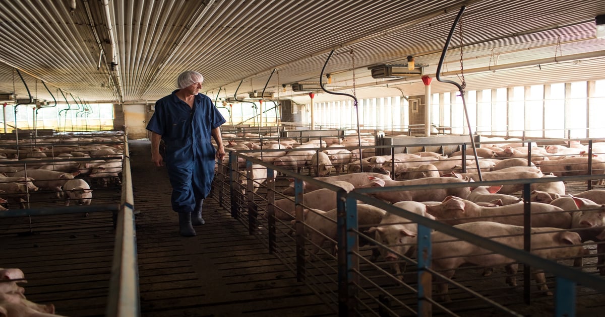 Report shows hog industry pulling back