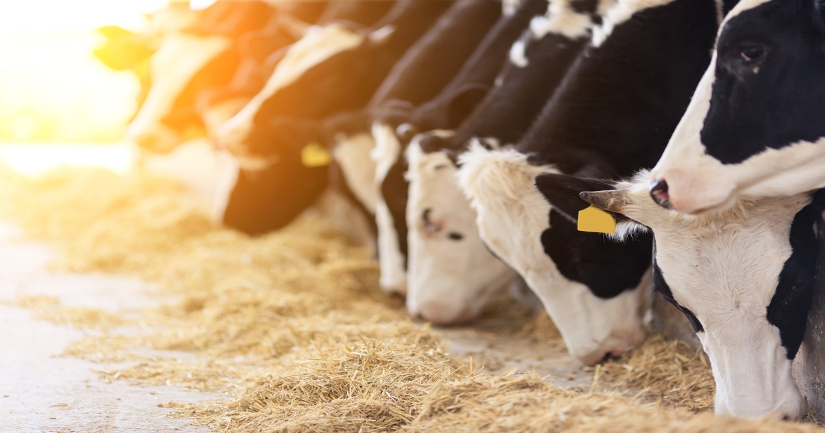 Cattle farming and feeding technology trends at EuroTier 2024