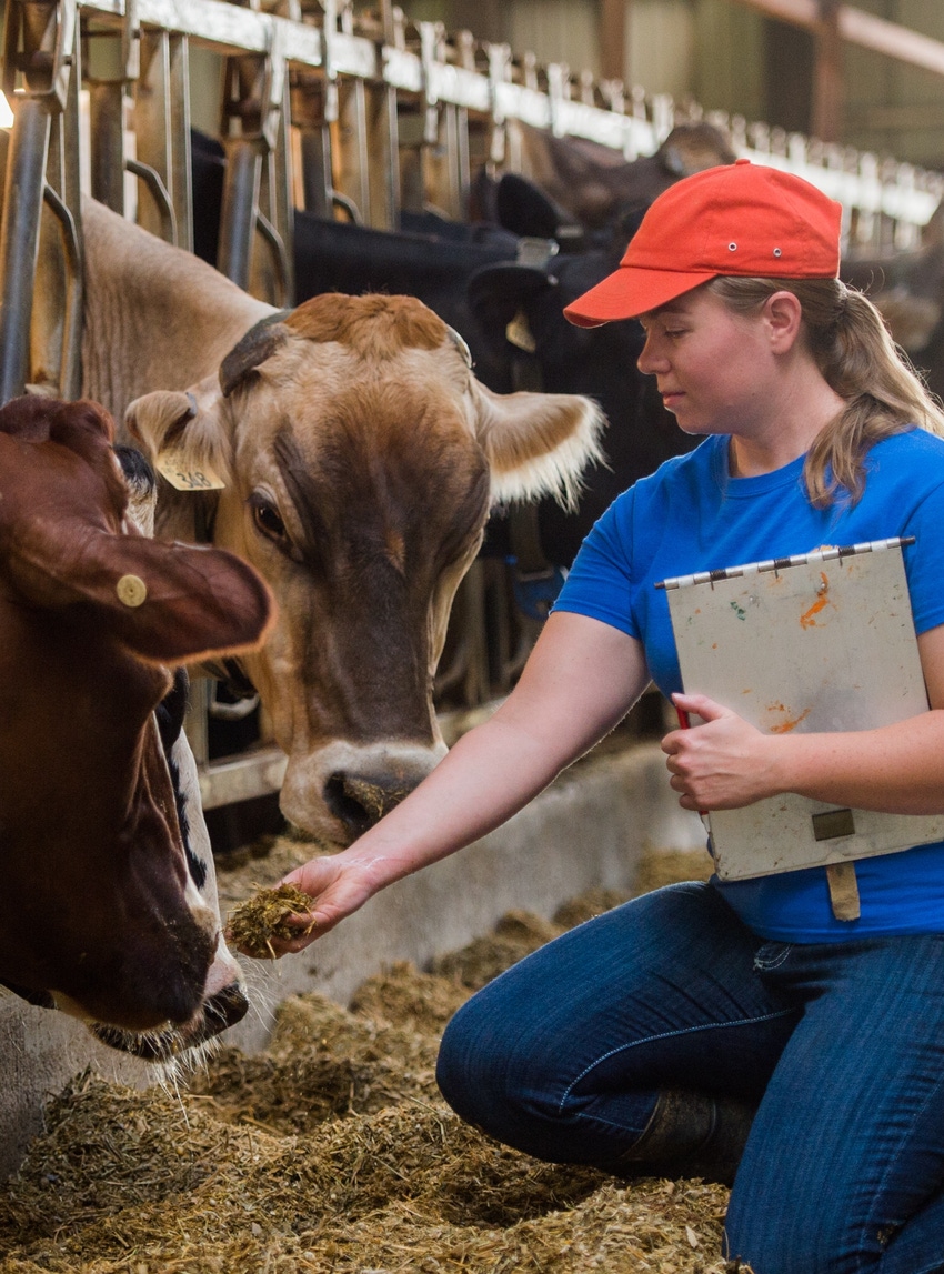NCTA, SDSU partner for Aggie dairy degree