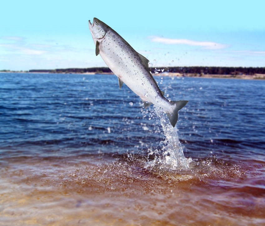 U.K. collaboration could increase stocks of farmed Scottish salmon