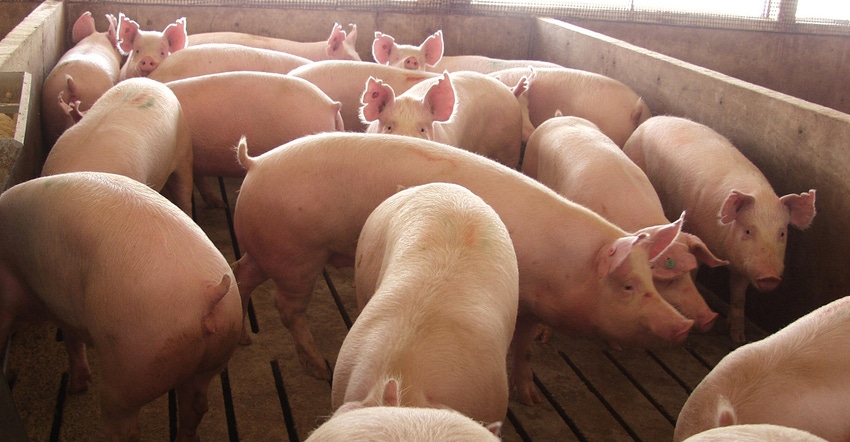 Optimizing the performance and value of phytase and swine