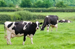 Dairy cow genetics may play role in fertility