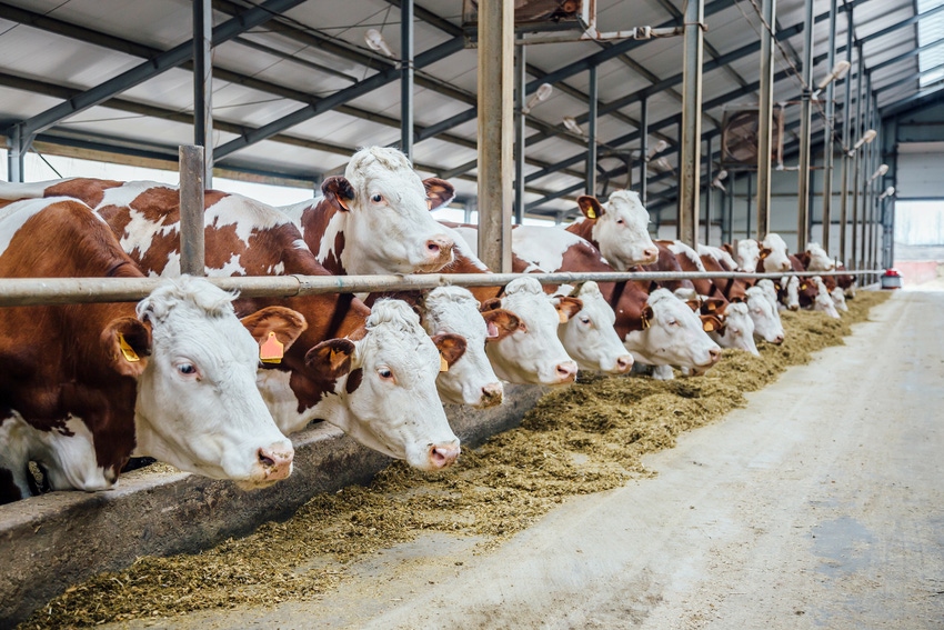 dairy cows in freestall barn brown and white_Vladimir Zapletin_iStock_Getty Images-877842656.jpg